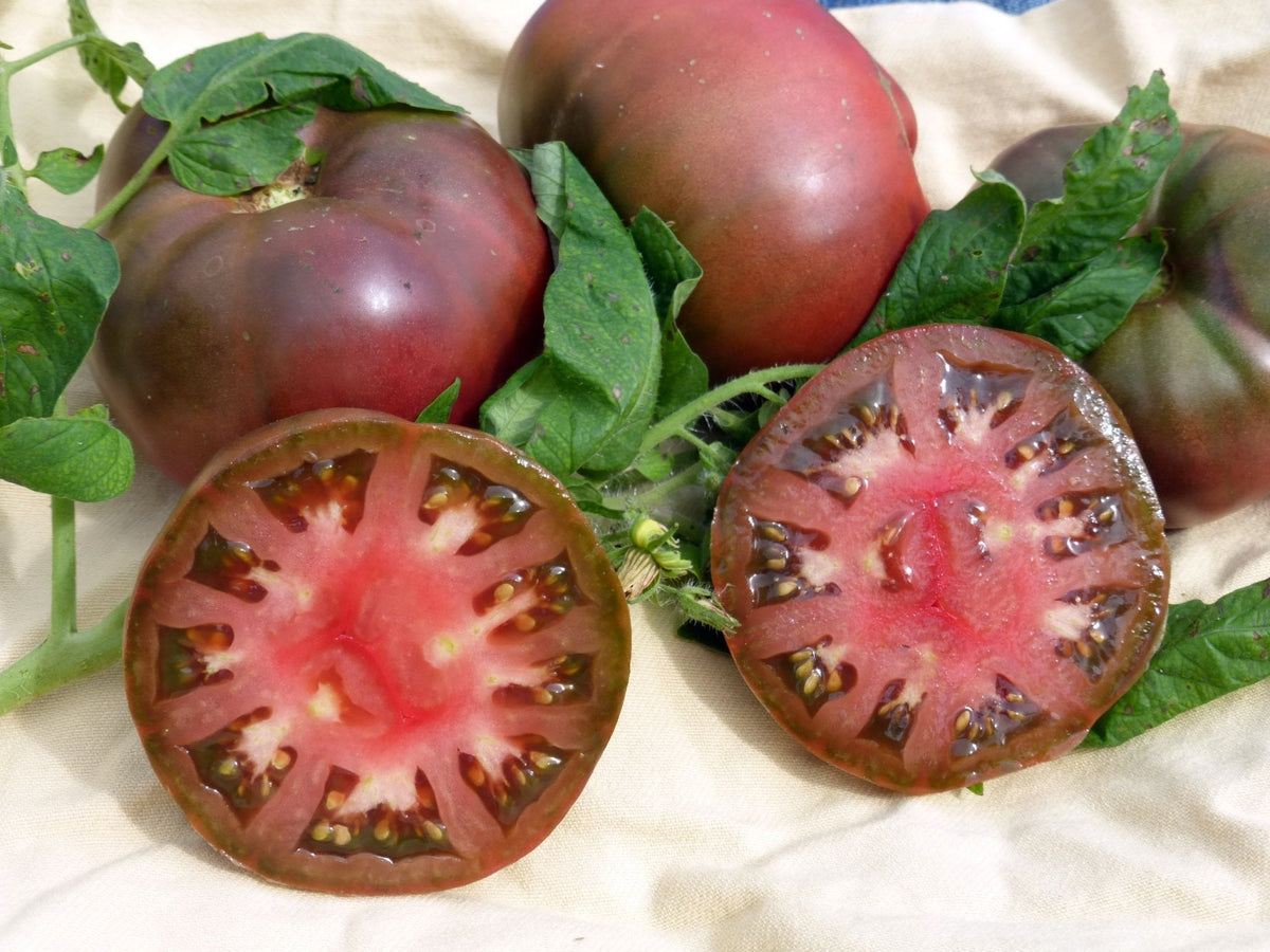 Brandywine Black tomato seeds for planting deep - colored rich heirloom tomatoes - Dharaseeds