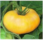 Brandywine Liam's Tomato Solanum lycopersicum vegetable seeds for planting in raised garden beds - Dharaseeds