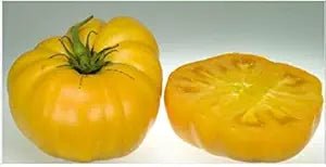 Brandywine Liam's Tomato Solanum lycopersicum vegetable seeds for planting in raised garden beds - Dharaseeds