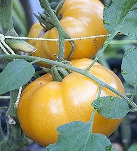 Brandywine Liam's Tomato Solanum lycopersicum vegetable seeds for planting in raised garden beds - Dharaseeds