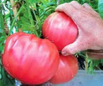 Brandywine Pink tomato seeds – heirloom variety with smooth, rich flavor - Dharaseeds