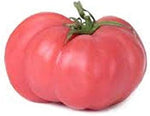 Brandywine Pink tomato seeds – heirloom variety with smooth, rich flavor - Dharaseeds
