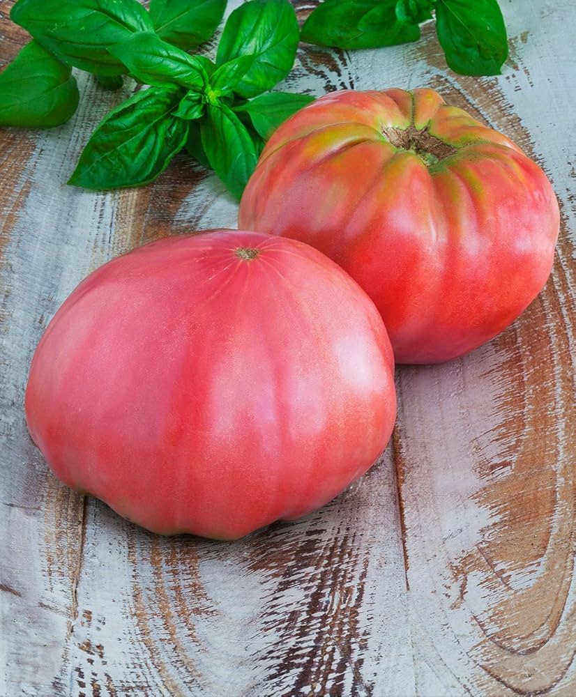 Brandywine Red potato - leaf tomato seeds for flavorful heirloom fruit gardening - Dharaseeds