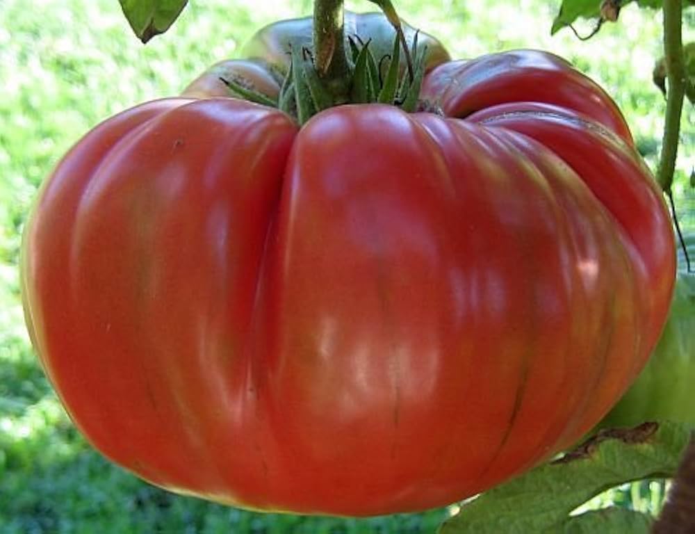 Brandywine tomato Solanum lycopersicum red heirloom vegetable seeds for planting in kitchen garden or containers - Dharaseeds