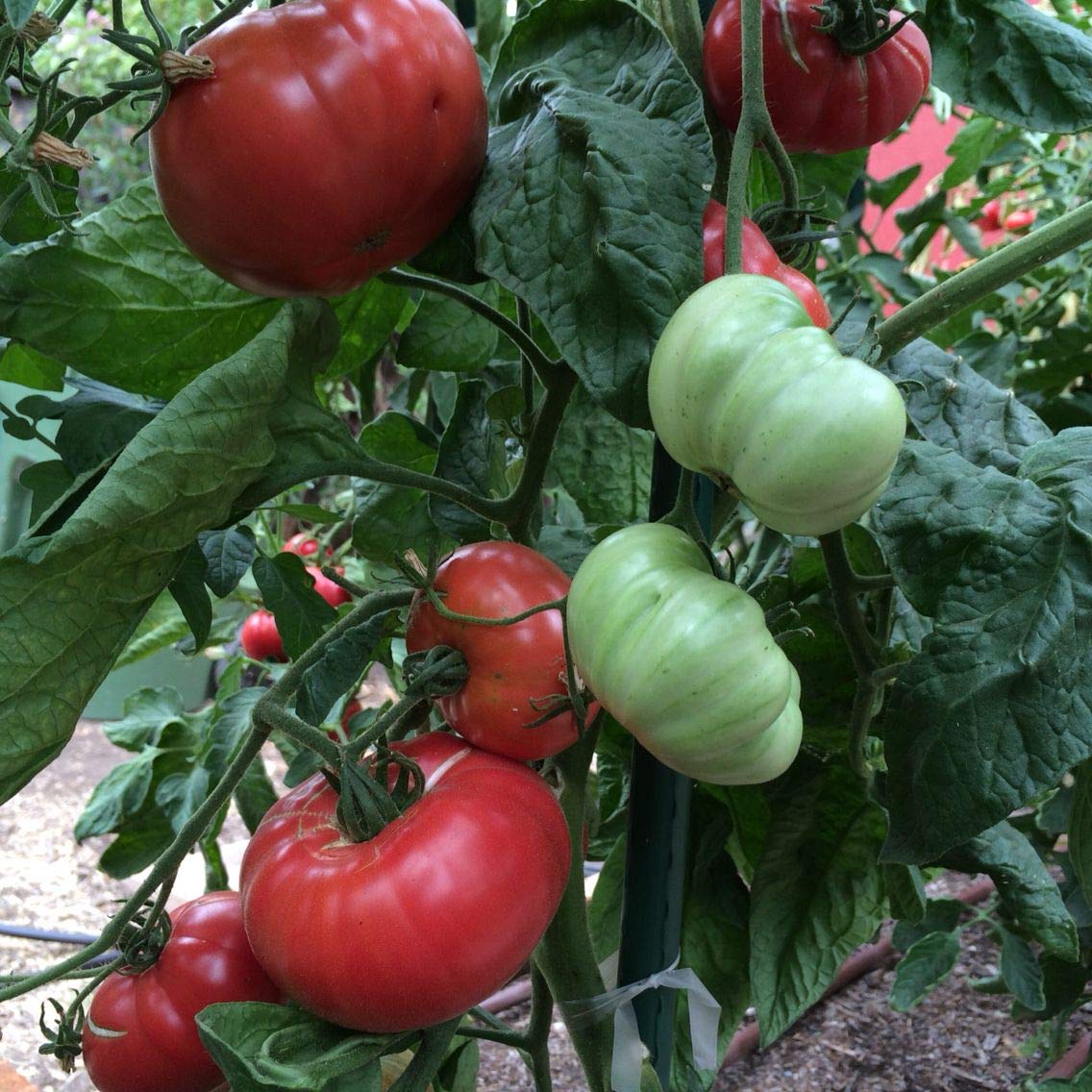 Brandywine tomato Solanum lycopersicum red heirloom vegetable seeds for planting in kitchen garden or containers - Dharaseeds