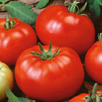 Brandywine tomato Solanum lycopersicum red heirloom vegetable seeds for planting in kitchen garden or containers - Dharaseeds
