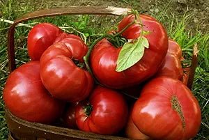 Brandywine Tomato Solanum lycopersicum vegetable seeds for backyard kitchen garden planting - Dharaseeds