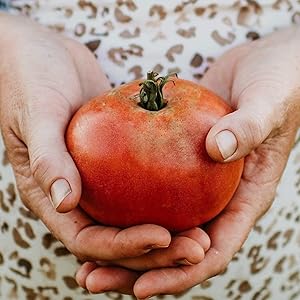 Brandywine Tomato Solanum lycopersicum vegetable seeds for backyard kitchen garden planting - Dharaseeds