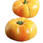 Brandywine Yellow tomato seeds for planting large golden heirloom varieties - Dharaseeds
