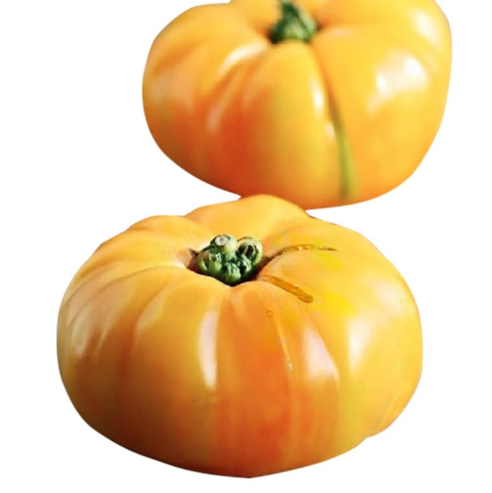 Brandywine Yellow tomato seeds for planting large golden heirloom varieties - Dharaseeds