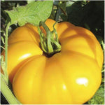 Brandywine Yellow tomato seeds for planting large golden heirloom varieties - Dharaseeds
