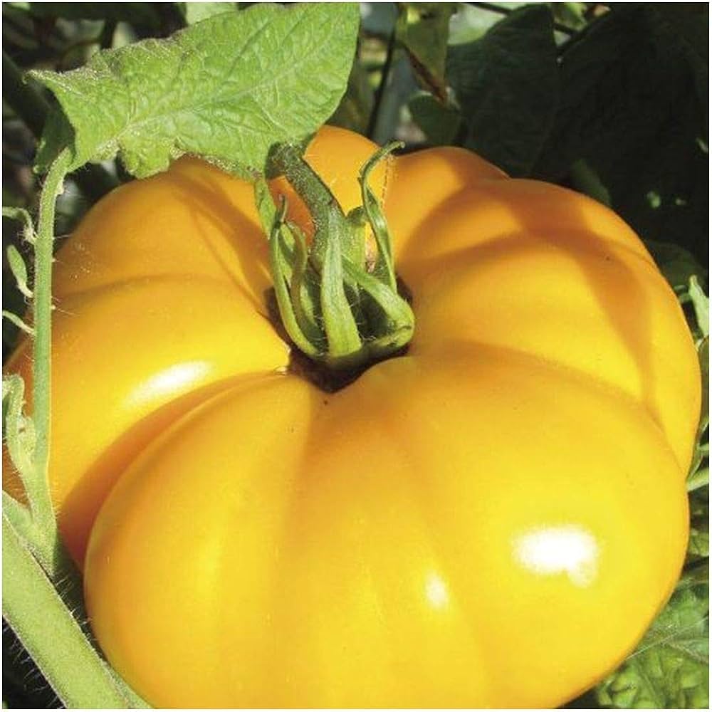 Brandywine Yellow tomato seeds for planting large golden heirloom varieties - Dharaseeds