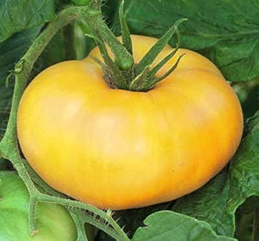 Brandywine Yellow tomato seeds for planting large golden heirloom varieties - Dharaseeds