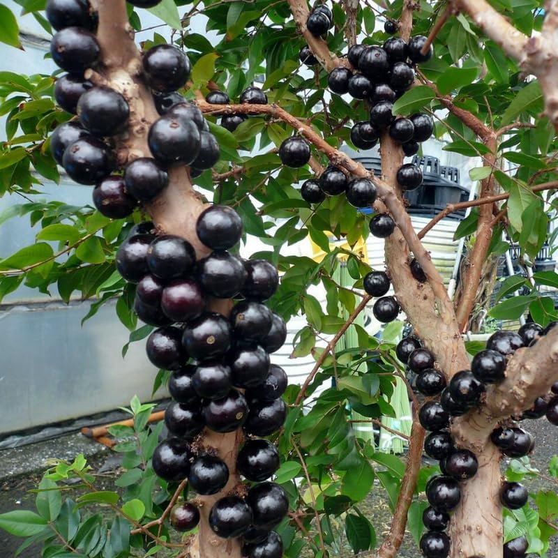 Brazilian Grape Tree seeds close up for bonsai and tropical planting