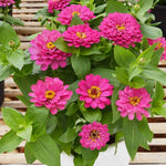 Bright Pink Zinnia Elegans Flower Seeds – Vibrant Annual for Long - Lasting Color - Dharaseeds
