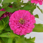 Bright Pink Zinnia Elegans Flower Seeds – Vibrant Annual for Long - Lasting Color - Dharaseeds