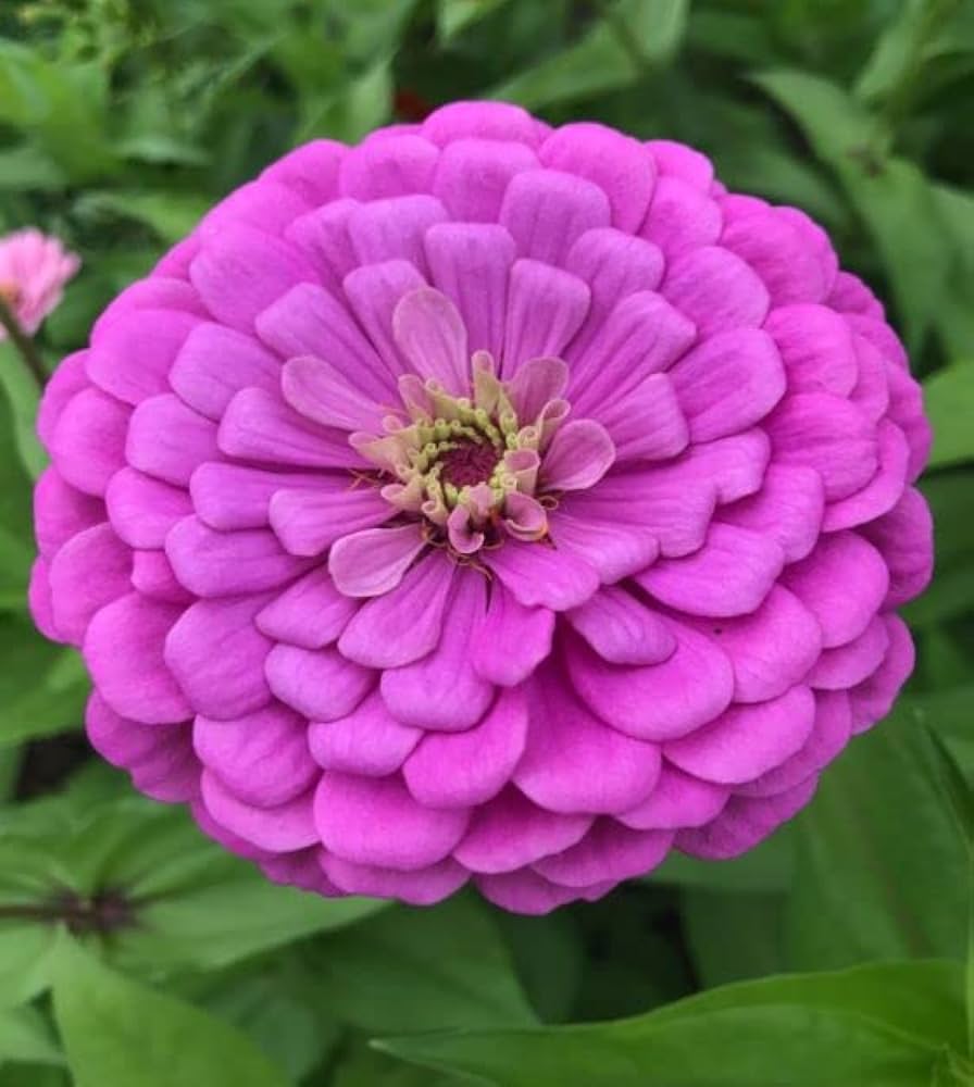 Bright Pink Zinnia Elegans Flower Seeds – Vibrant Annual for Long - Lasting Color - Dharaseeds