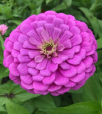Bright Pink Zinnia Elegans Flower Seeds – Vibrant Annual for Long - Lasting Color - Dharaseeds