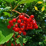 Bright red berry Viburnum seeds for backyard gardeners
