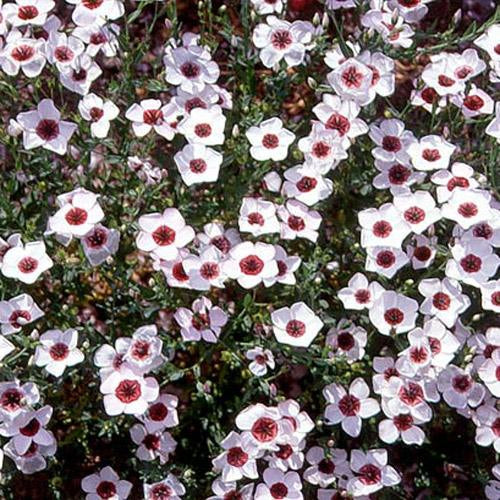 Flax Bright Eyes White Center Bloom Flower Seeds