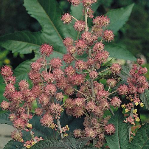 Castor Bean Bright Pink Ornamental Plant Seeds