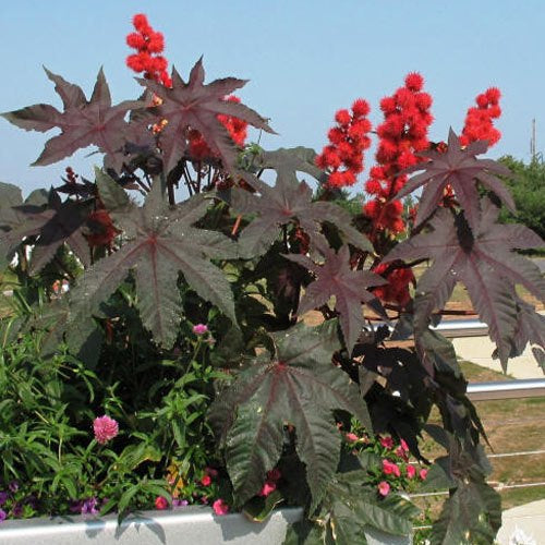 Castor Bean Bright Red Bold Foliage Plant Seeds