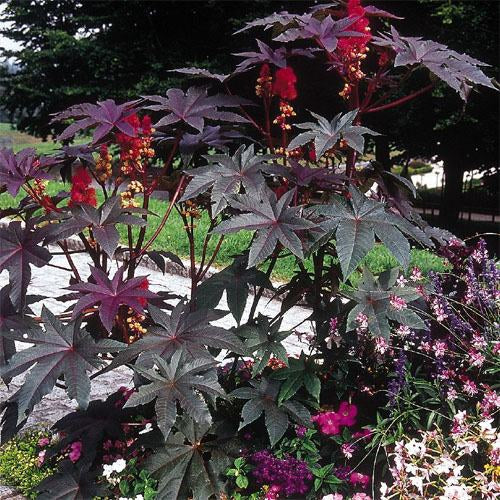 Castor Bean Bright Red Bold Foliage Plant Seeds