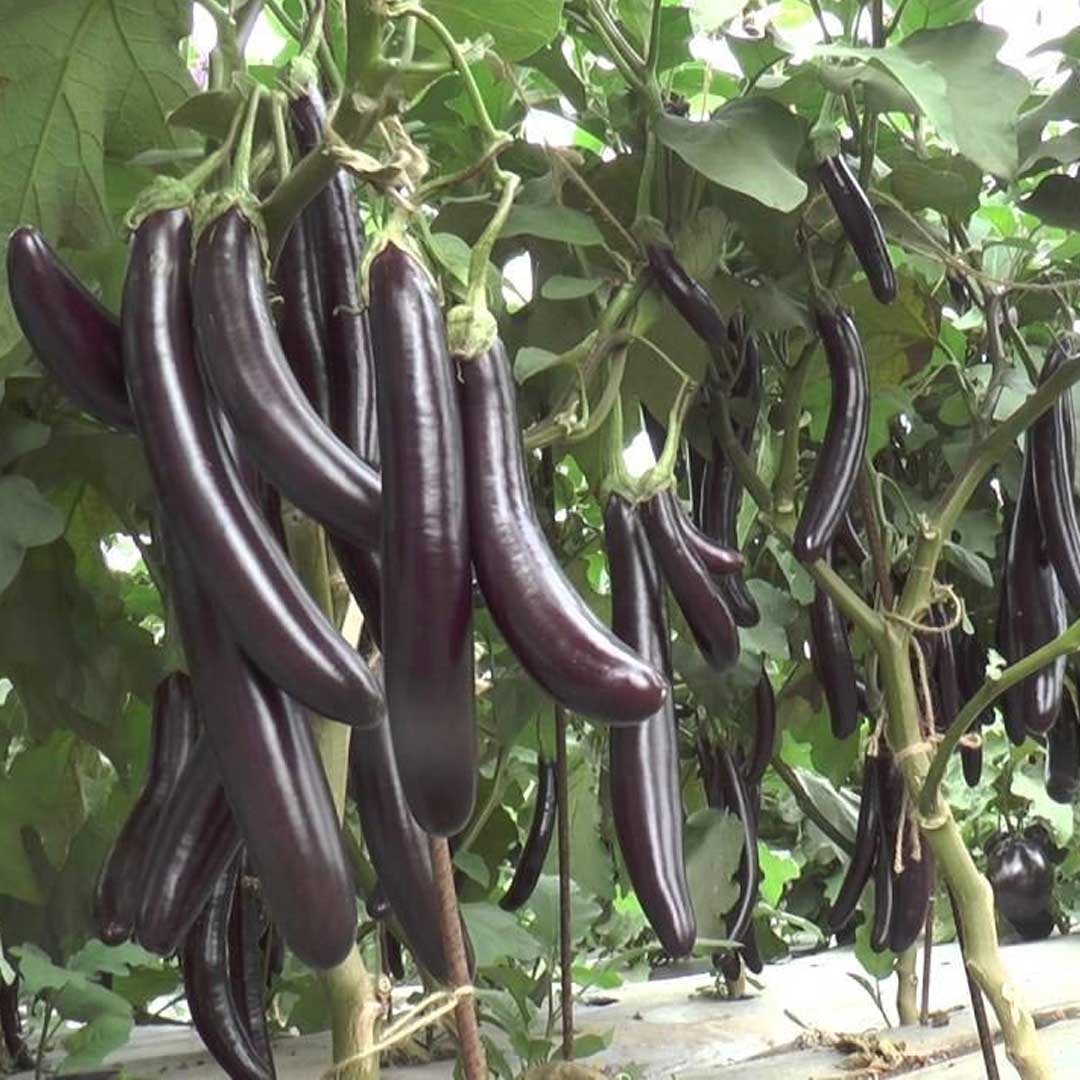 Brinjal Long Hybrid – Heirloom, Non-GMO, High Germination Organic Garden Seeds