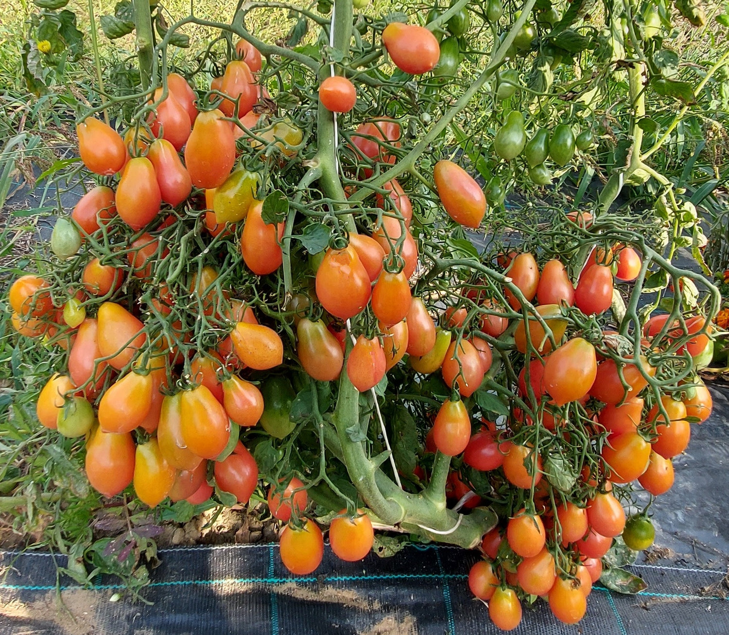 Tomato Britanskiy Zavtrak Solanum lycopersicum vegetable seeds for planting in vertical garden or indoor pots