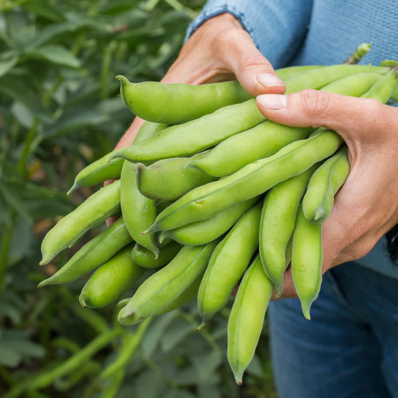 Green Aquadulce Bean Seeds for Planting