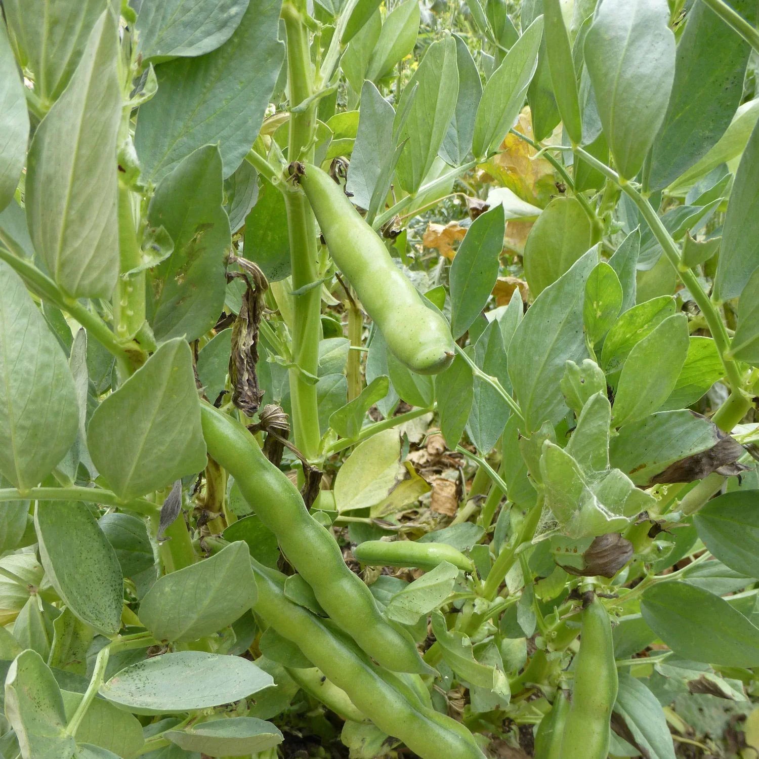 Bean Seeds (Fava) - Broad Windsor