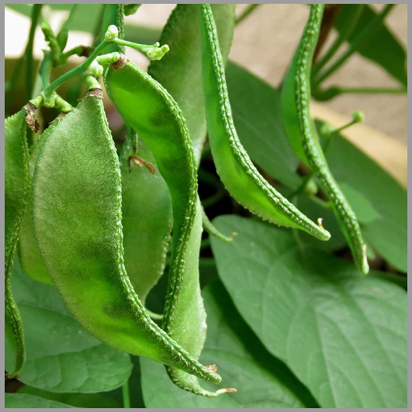 Henderson Lima Bush Bean Seeds