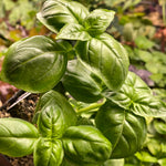 Ocimum basilicum seeds for growing broadleaf basil in home garden