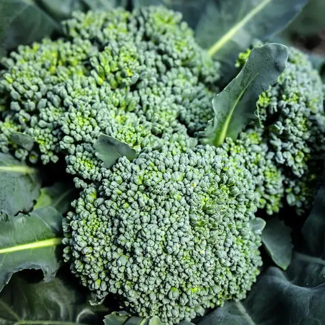 Broccoli Seeds, Calabrese Green Sprouting