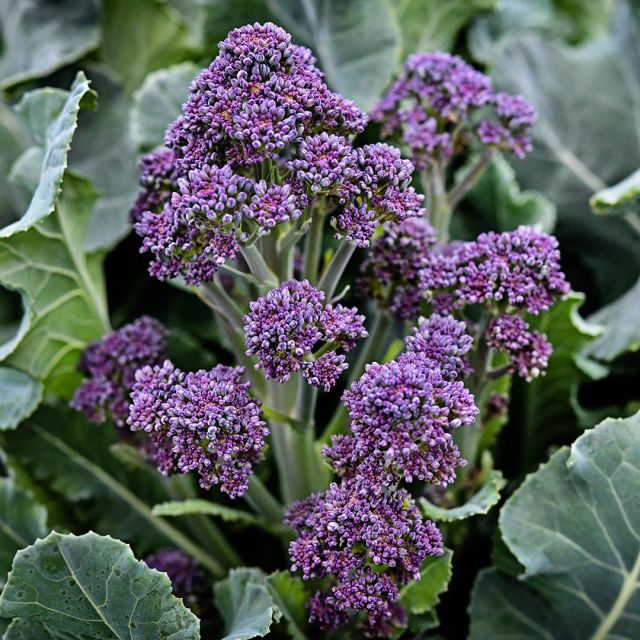 Broccoli Seeds, Early Purple Sprouting