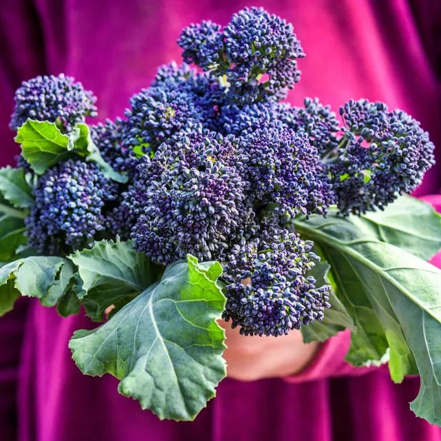 Broccoli Seeds, Early Purple Sprouting