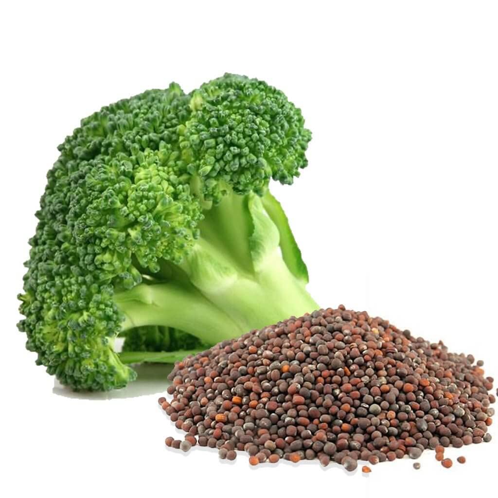 Broccoli ‘Kaiser’ vegetable seeds – nutrient - rich heirloom variety - Dharaseeds