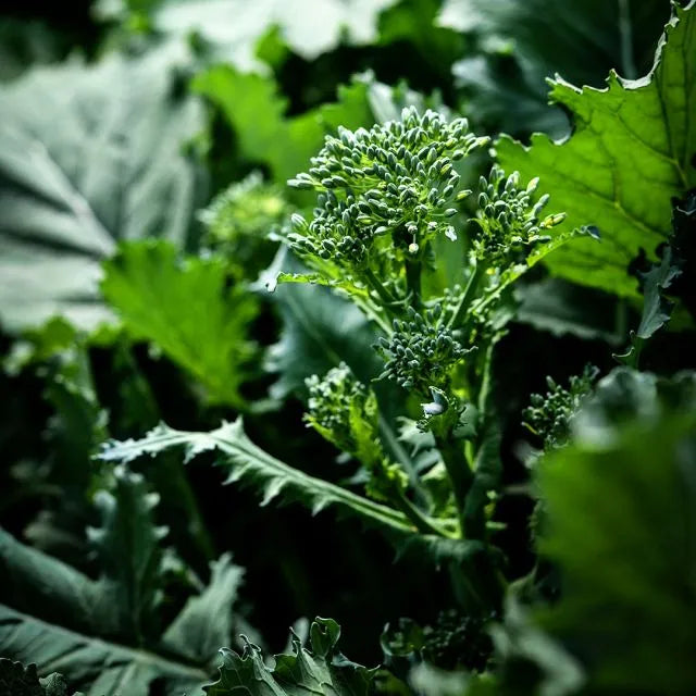 Broccoli Seeds, Rapini