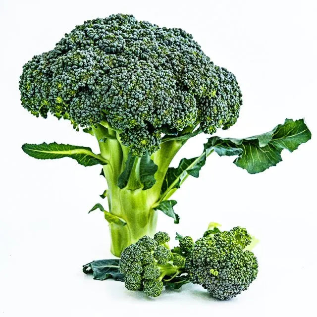 BROCCOLI SEEDS, RASMUS