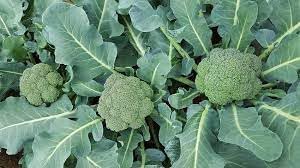 Broccolini Seeds for Home Garden, 100 Pcs pcs - Dharaseeds