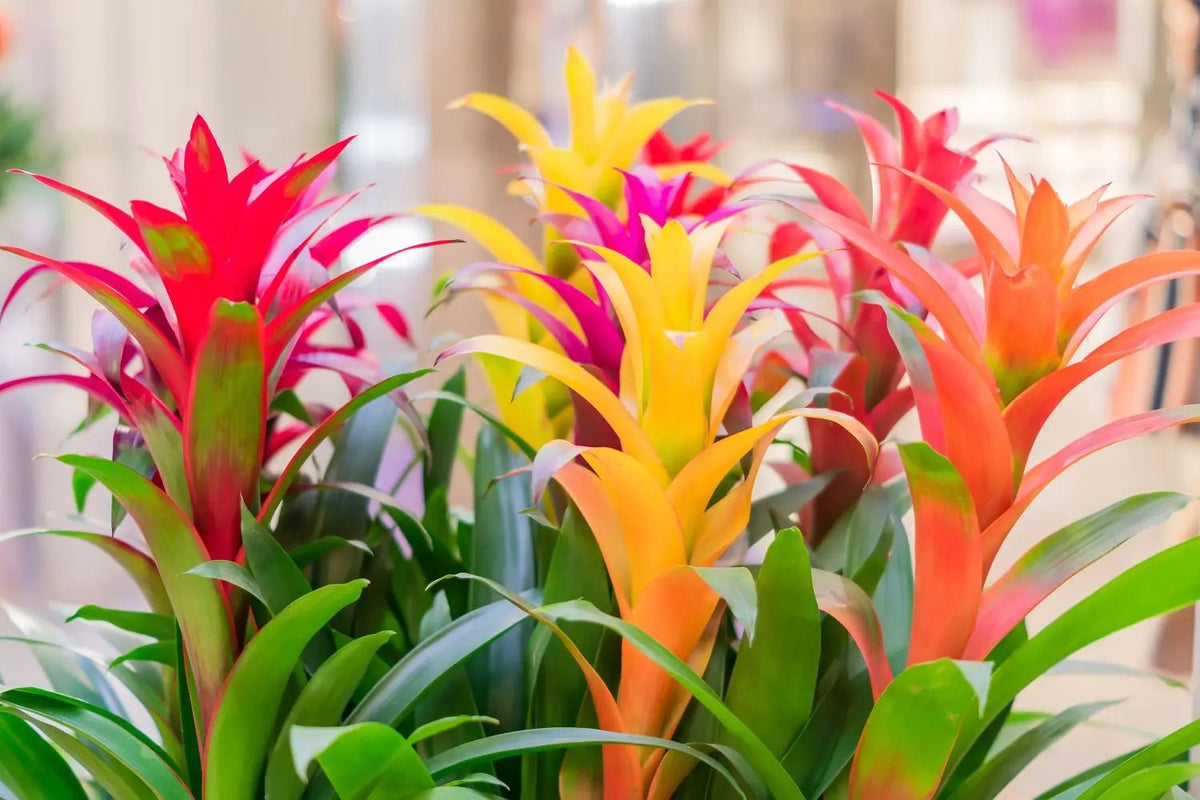 Mixed Bromeliad Tillandsia Plant Seeds-Heirloom & Non-GMO Seeds for planting for planting in home garden