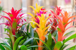 Mixed Bromeliad Tillandsia Plant Seeds-Heirloom & Non-GMO Seeds for planting for planting in home garden