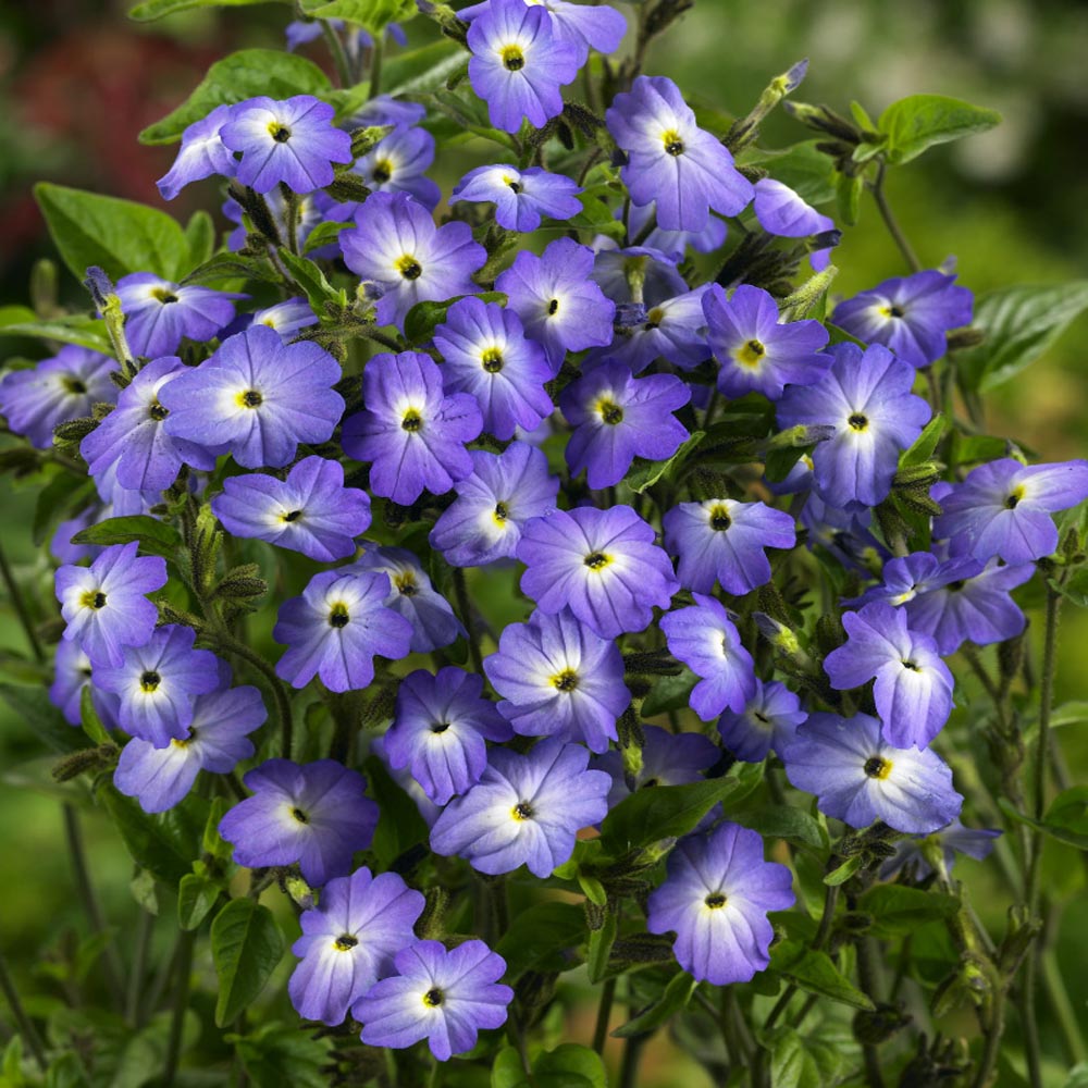 Browallia Shade-Loving Annual Flower Seeds