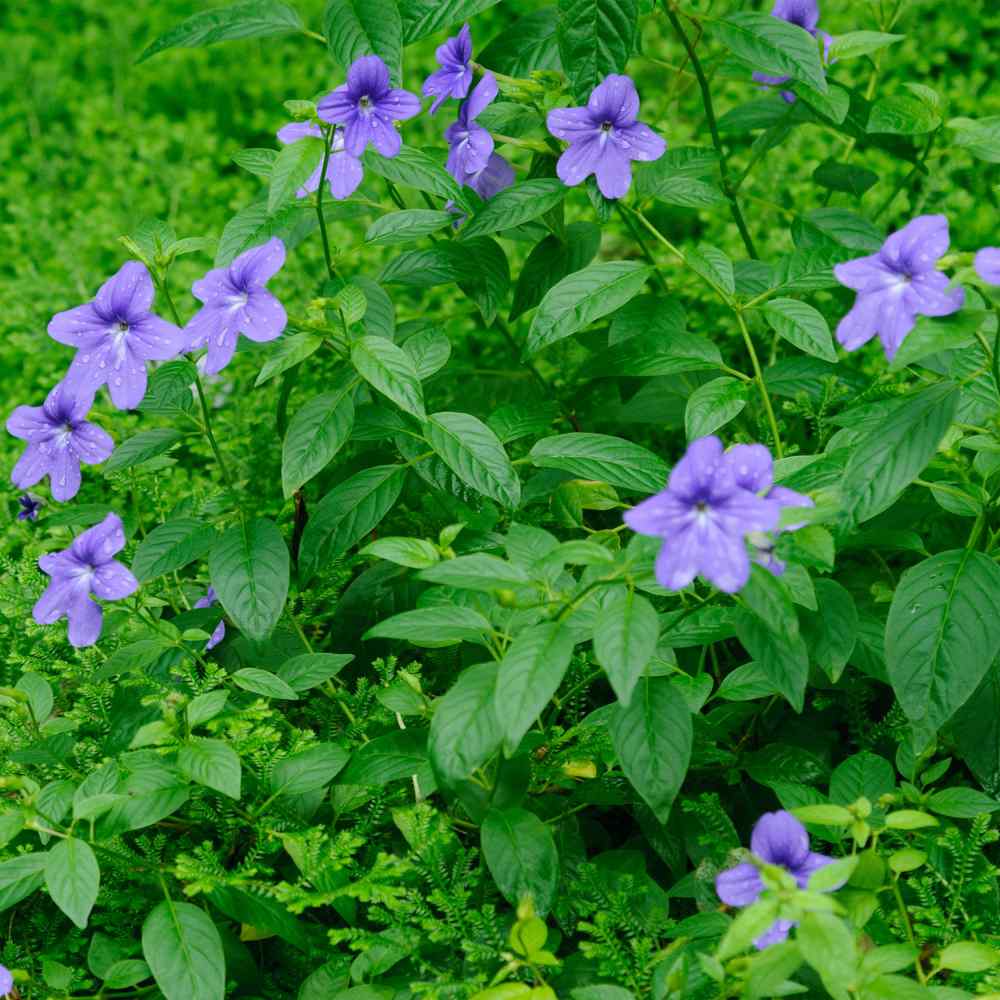 Browallia Shade-Loving Annual Flower Seeds