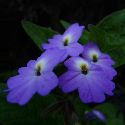 Browallia Shade-Loving Annual Flower Seeds