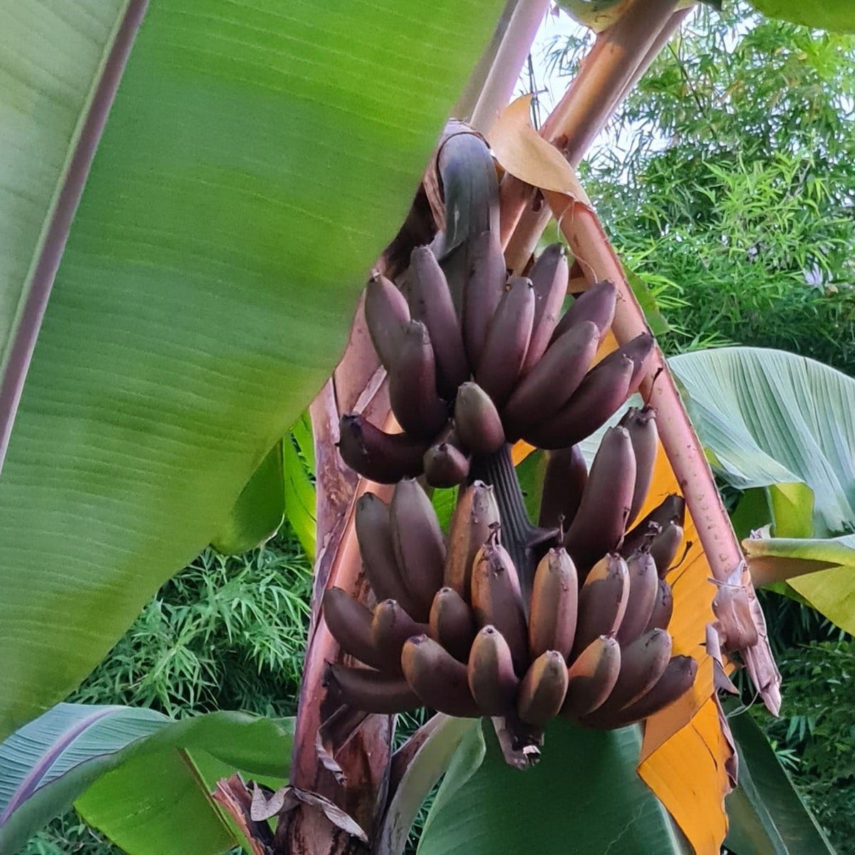 Brown Banana Seeds for Planting rare banana tree seeds