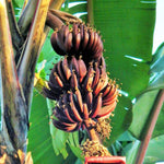 Non GMO Brown Banana Tree Seeds tropical banana plant seeds