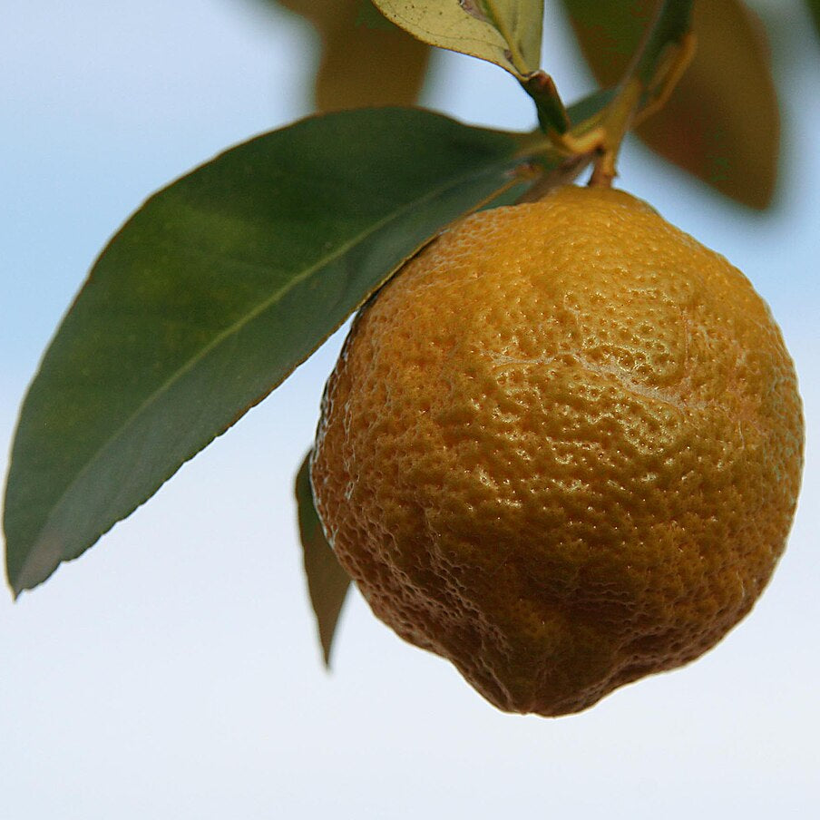 Brown lemon seeds for planting citrus seeds for home gardening