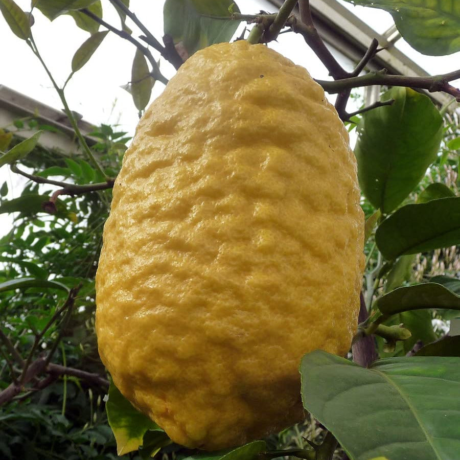 Organic brown lemon seeds citrus growing seeds for garden