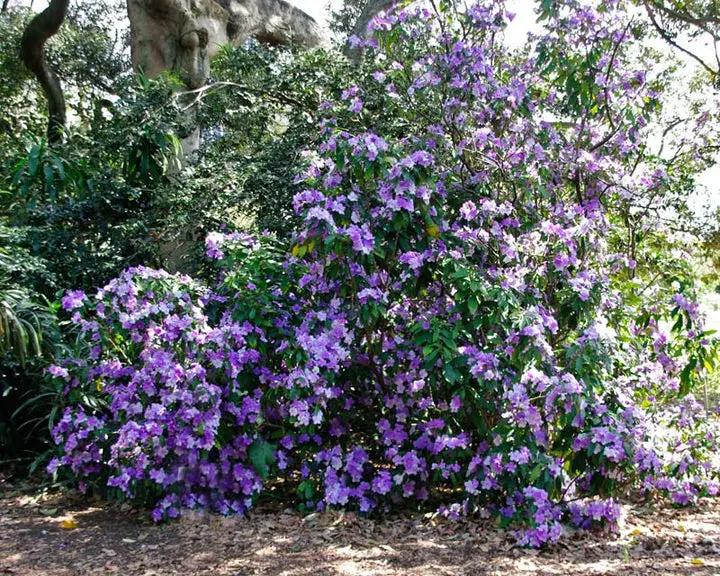 Purple Brunfelsia Pauciflora Flower Seeds for Planting – Heirloom, Non-GMO, Rare Blooms Dhara Seeds